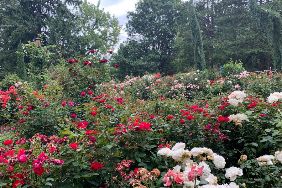 rose garden portland