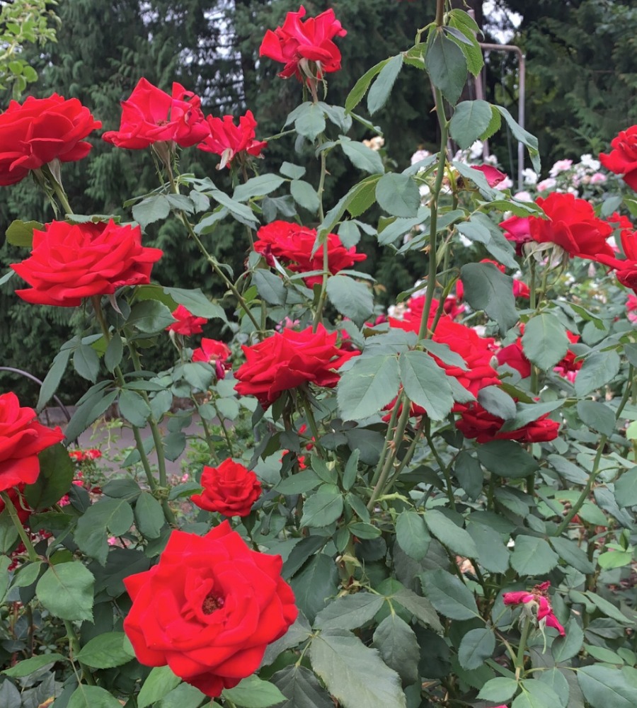 rose garden washington park